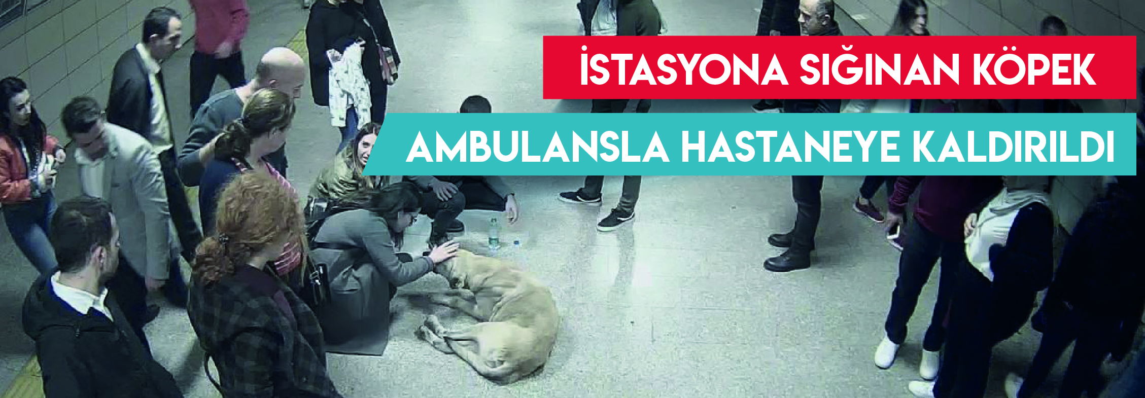 İstasyona Sığınan Köpek Ambulansla Hastaneye Kaldırıldı…